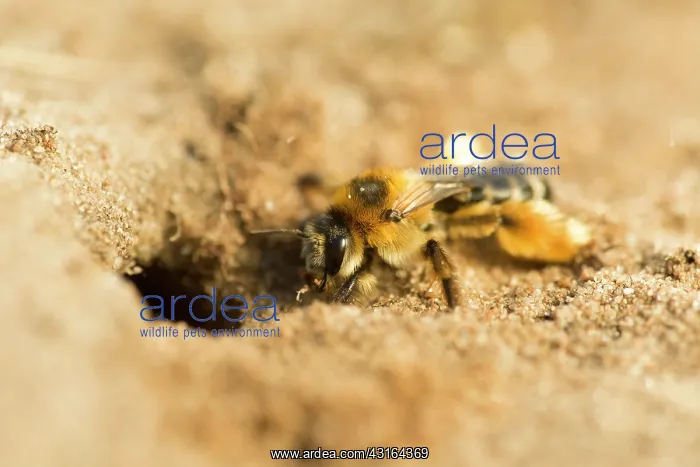 : Mining Bee : Mining Bee