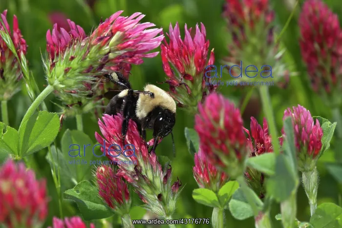 : Mining Bee on clover : Mining Bee on clover