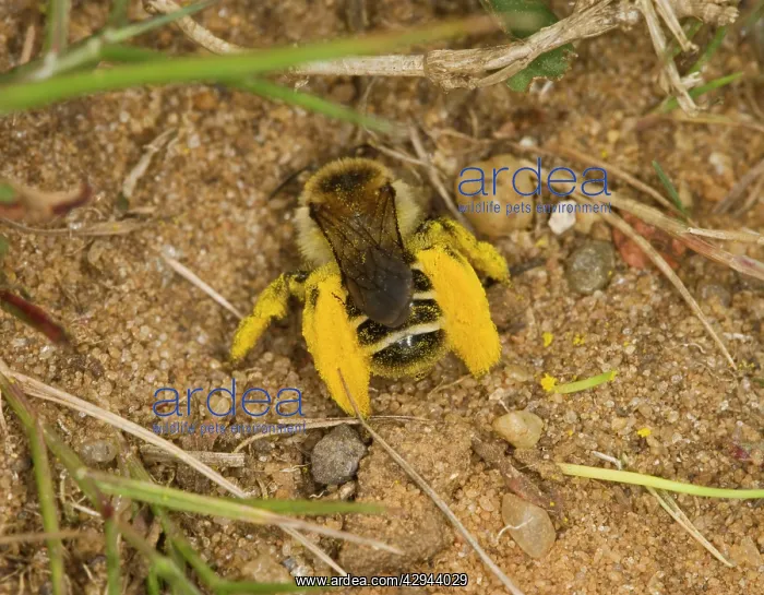 : mining bee - with pollen : mining bee - with pollen
