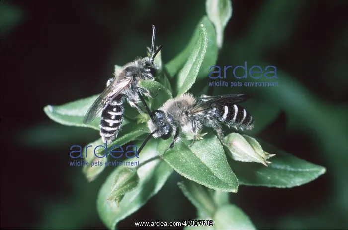 : Mining Bees : Mining Bees