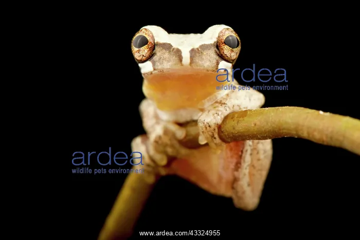 : Miniscule treefrog (Dendropsophus minusculus), o : Miniscule treefrog (Dendropsophus minusculus), o