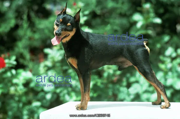  : Miniture Pinscher Dog