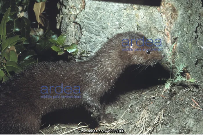 : MINK : MINK