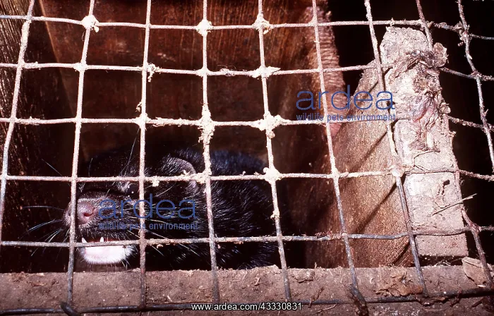 : MINK in cage : MINK in cage