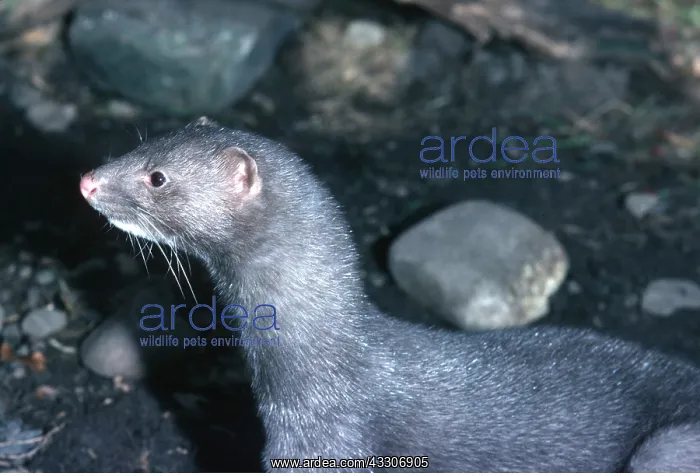  : MINK - close-up