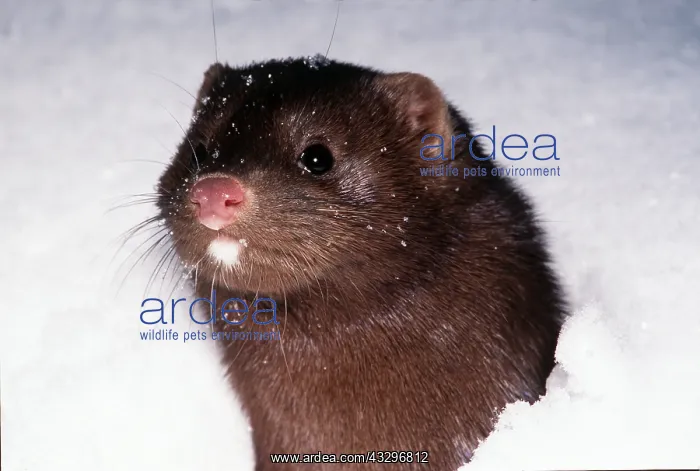 : MINK - close-up of head in snow : MINK - close-up of head in snow