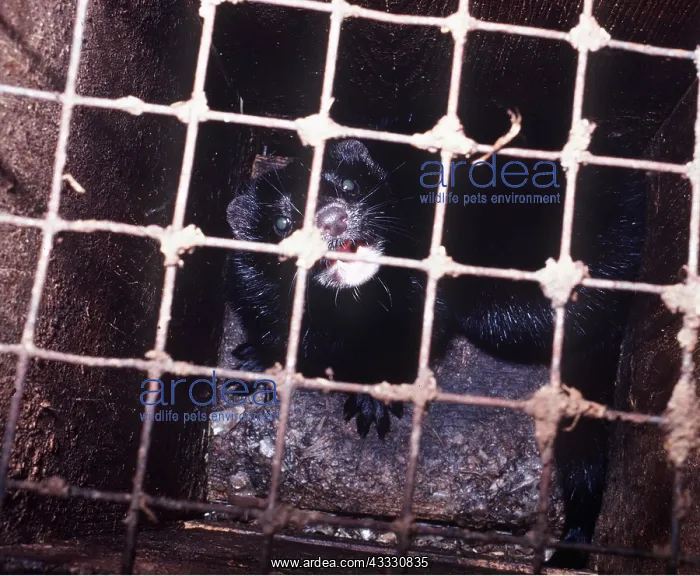 : MINK - in hutch on mink farm : MINK - in hutch on mink farm
