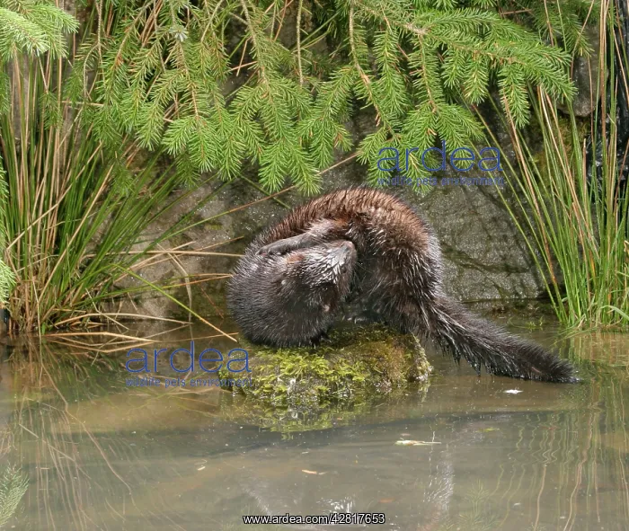  : Mink - Male grooming himself