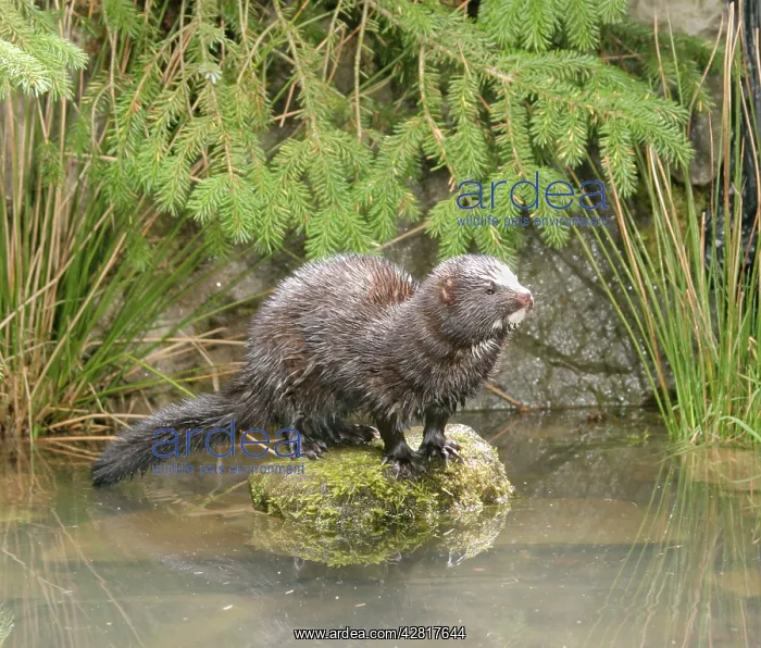 : Mink - Male on rock front view : Mink - Male on rock front view