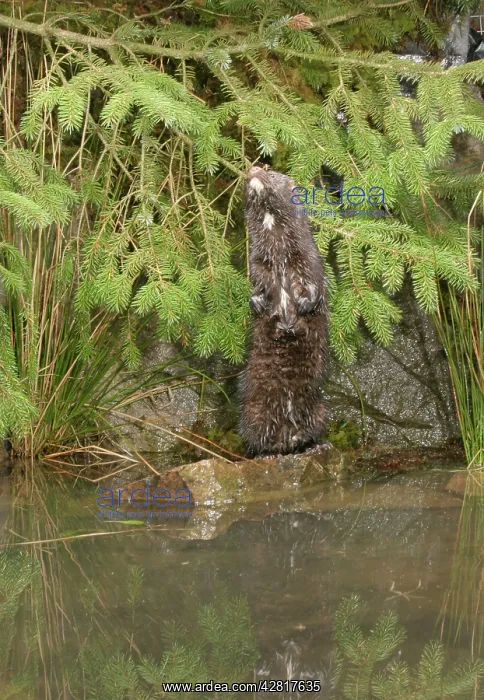  : Mink - Male standing on hind legs