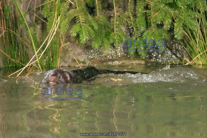 : Mink - Male swimming front view : Mink - Male swimming front view
