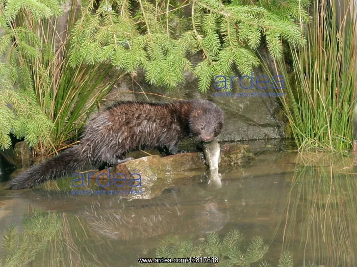 : Mink - Male with trout side view : Mink - Male with trout side view