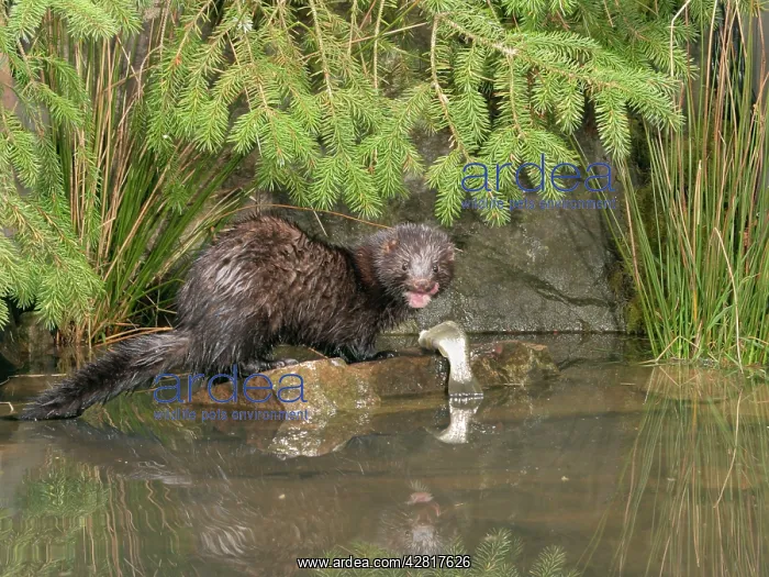 : Mink - Male with trout side view : Mink - Male with trout side view