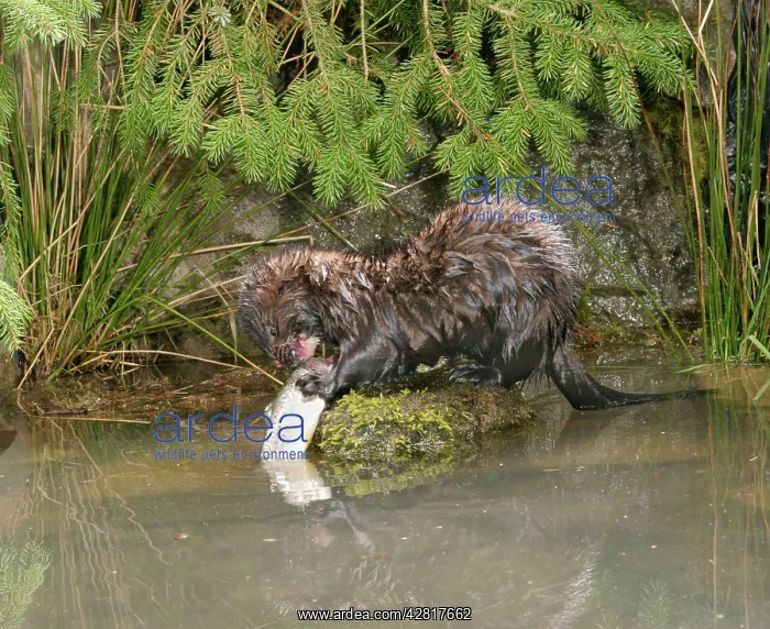 : Mink - Male with trout side view : Mink - Male with trout side view