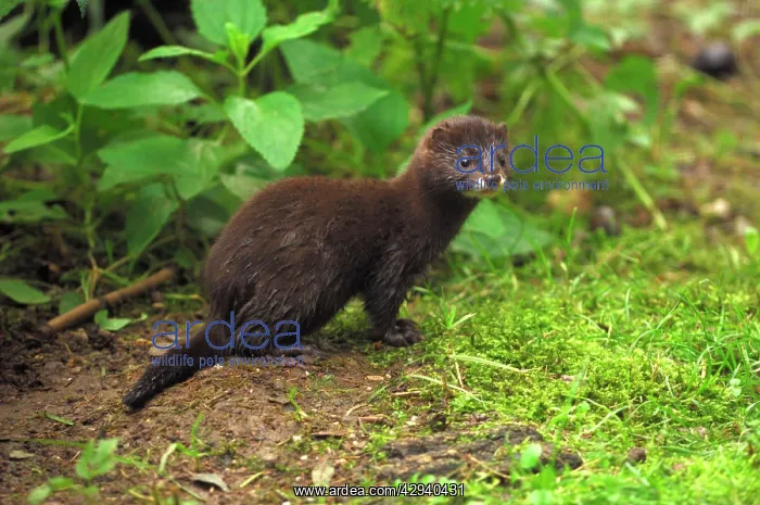  : Mink (Mustela lutreola). Germany