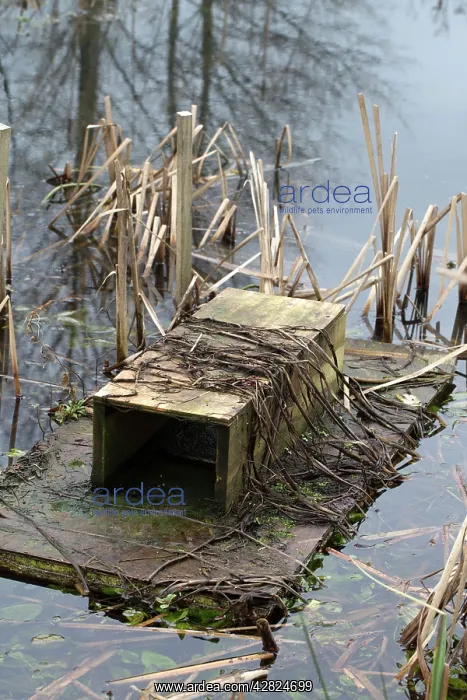 : Mink Raft - in water - to monitor presence of mink : Mink Raft - in water - to monitor presence of mink