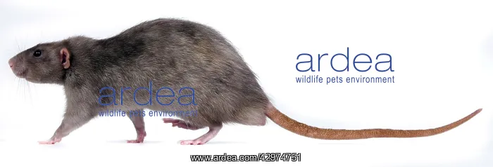  : Mink Rat