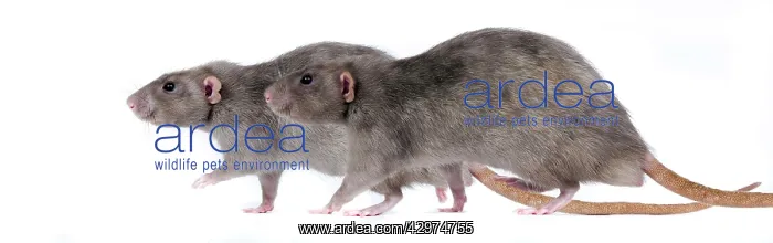  : Mink Rat