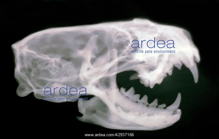 : Mink Skull- X ray showing teeth : Mink Skull- X ray showing teeth