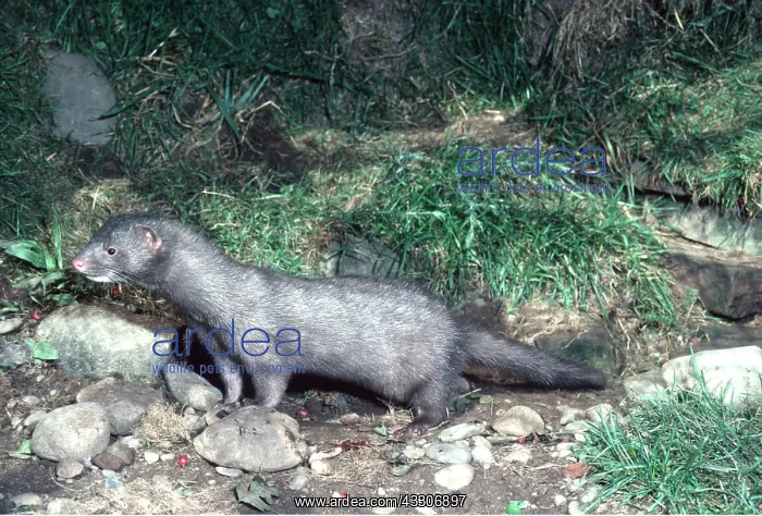 : MINK - standing : MINK - standing