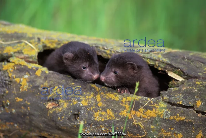 : Mink - young kits in den log : Mink - young kits in den log