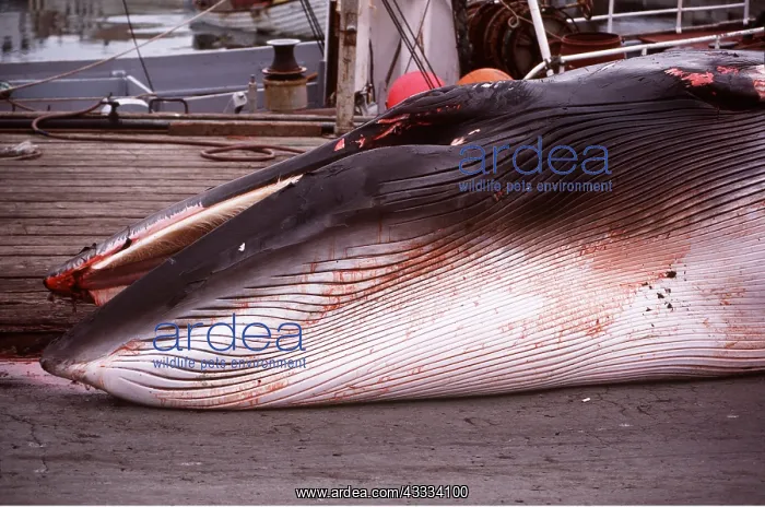 : MINKE / LITTLE PIKED WHALE - dead on deck of whaling ship : MINKE / LITTLE PIKED WHALE - dead on deck of whaling ship