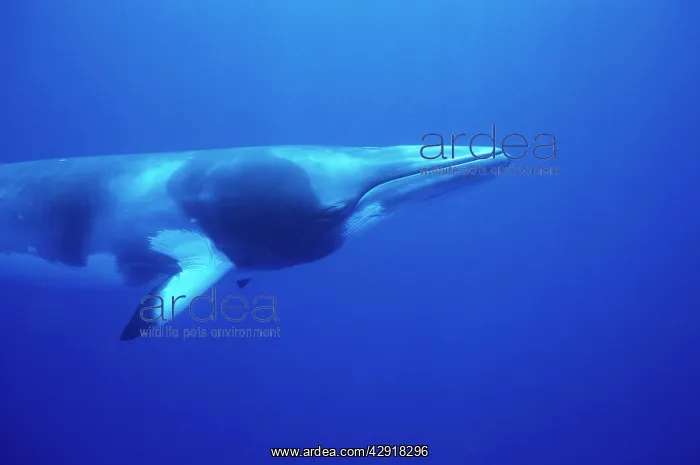 : MINKE / LITTLE PIKED WHALE - Dwarf Minke subspecies : MINKE / LITTLE PIKED WHALE - Dwarf Minke subspecies