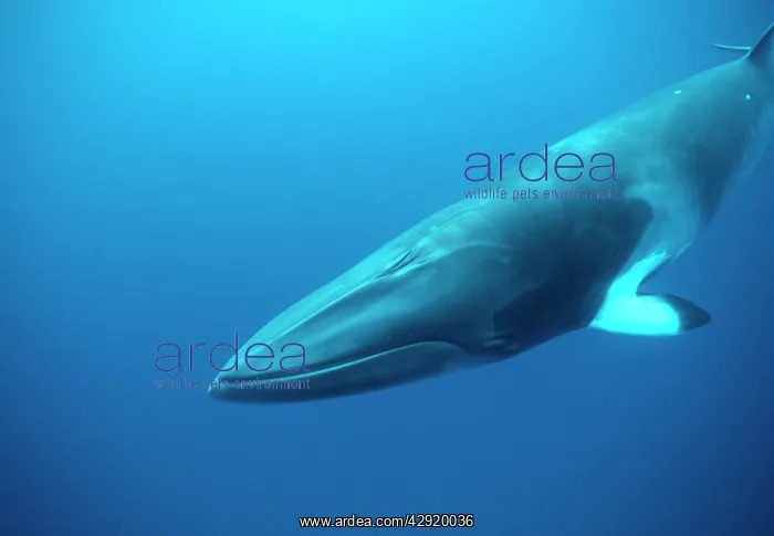 : MINKE / LITTLE PIKED WHALE - Dwarf Minke subspecies : MINKE / LITTLE PIKED WHALE - Dwarf Minke subspecies