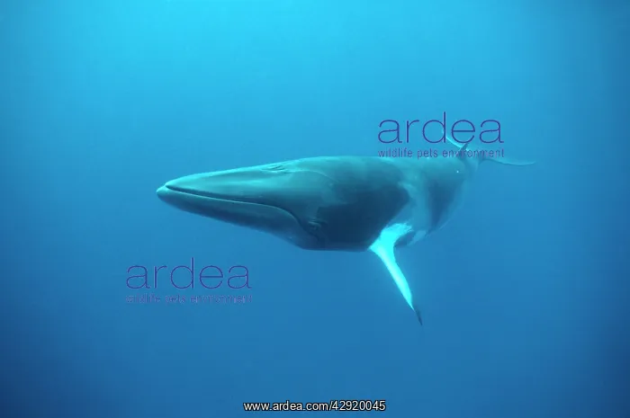 : MINKE / LITTLE PIKED WHALE - Dwarf Minke subspecies : MINKE / LITTLE PIKED WHALE - Dwarf Minke subspecies