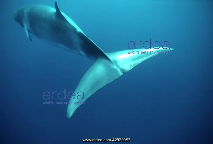 : MINKE / LITTLE PIKED WHALE - Dwarf Minke Subspecies : MINKE / LITTLE PIKED WHALE - Dwarf Minke Subspecies