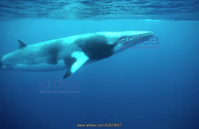 : MINKE / LITTLE PIKED WHALE - Dwarf Minke subspecies : MINKE / LITTLE PIKED WHALE - Dwarf Minke subspecies