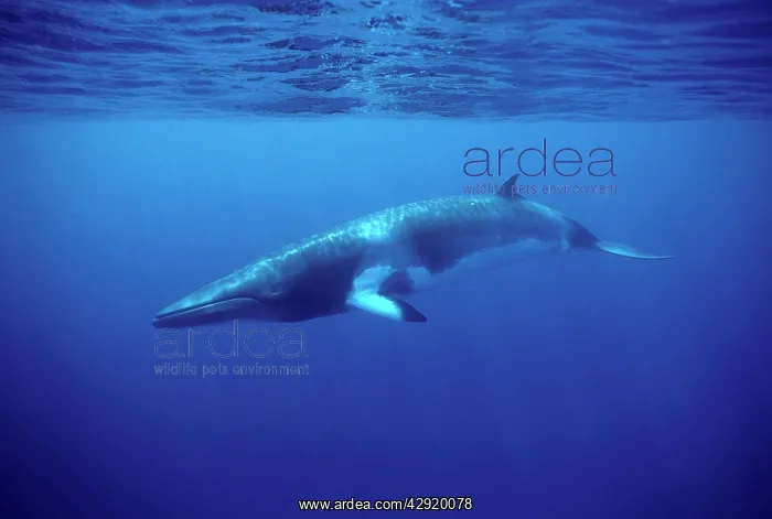 : MINKE / LITTLE PIKED WHALE - Dwarf Minke subspecies : MINKE / LITTLE PIKED WHALE - Dwarf Minke subspecies