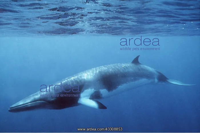 : MINKE / LITTLE PIKED WHALE - Dwarf Minke subspecies : MINKE / LITTLE PIKED WHALE - Dwarf Minke subspecies
