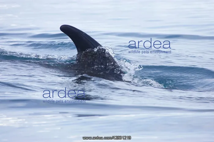 : Minke Whale : Minke Whale