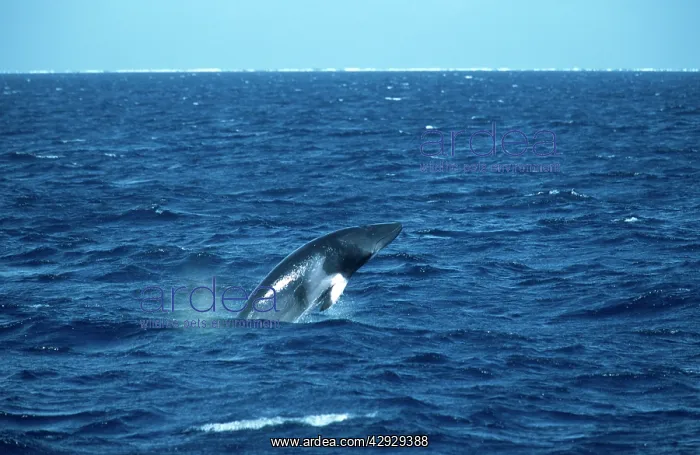 : Minke WHALE - breaching : Minke WHALE - breaching