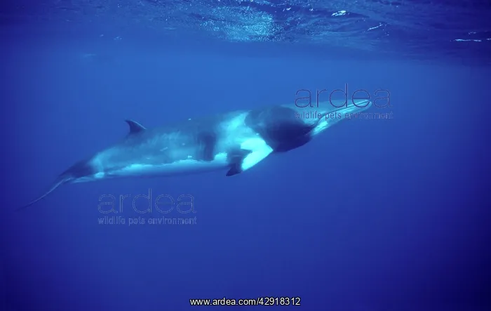 : Minke whale: Dwarf Minke subspecies : Minke whale: Dwarf Minke subspecies