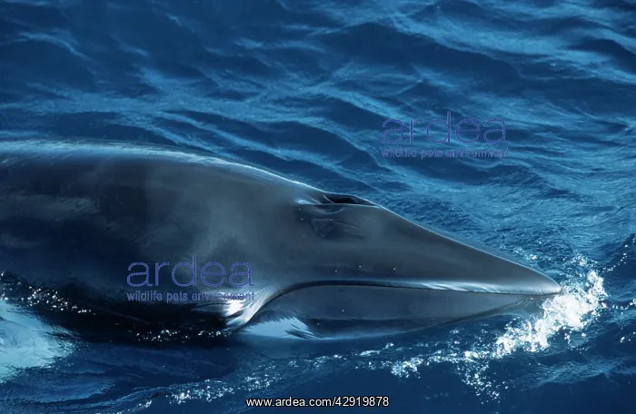: Minke whale: Dwarf Minke subspecies : Minke whale: Dwarf Minke subspecies