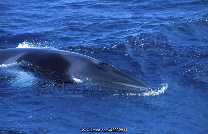 : Minke whale: Dwarf Minke subspecies : Minke whale: Dwarf Minke subspecies