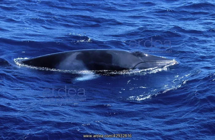 : Minke whale - Dwarf Minke subspecies : Minke whale - Dwarf Minke subspecies