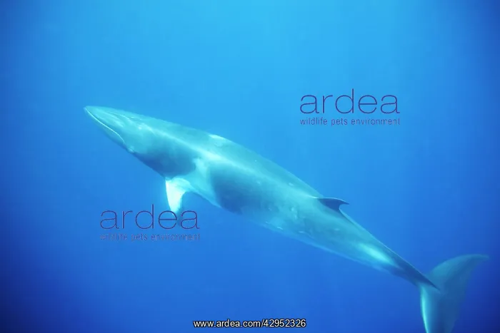 : Minke whale: Dwarf Minke subspecies : Minke whale: Dwarf Minke subspecies