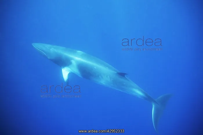 : Minke whale: Dwarf Minke subspecies : Minke whale: Dwarf Minke subspecies