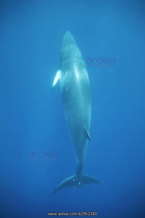 : Minke whale: Dwarf Minke subspecies : Minke whale: Dwarf Minke subspecies