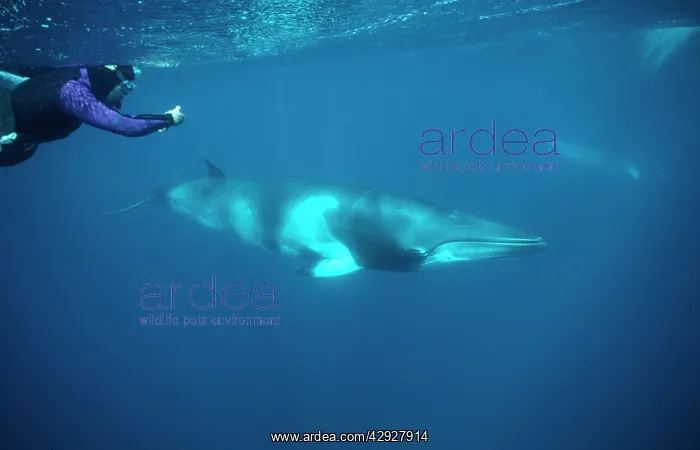: Minke WHALE - 'Dwarf MinkeI Subpecies, bring photographed : Minke WHALE - 'Dwarf MinkeI Subpecies, bring photographed