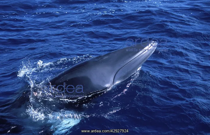 : Minke WHALE - 'Dwarf MinkeI Subpecies, on surface of sea : Minke WHALE - 'Dwarf MinkeI Subpecies, on surface of sea