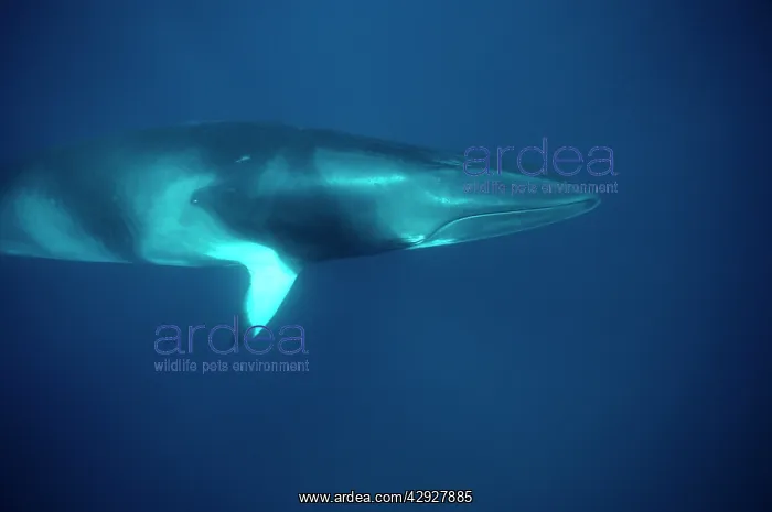 : Minke WHALE - 'Dwarf MinkeI Subpecies, underwater : Minke WHALE - 'Dwarf MinkeI Subpecies, underwater