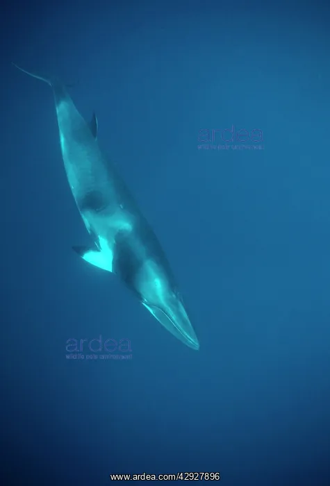 : Minke WHALE - 'Dwarf MinkeI Subpecies, underwater : Minke WHALE - 'Dwarf MinkeI Subpecies, underwater