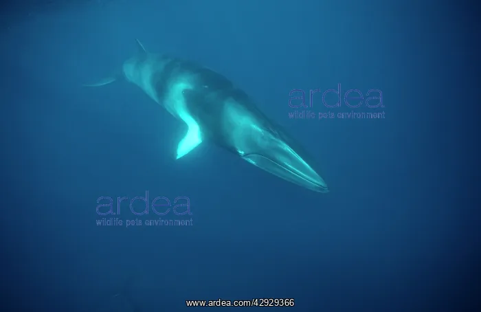 : Minke WHALE - underwater : Minke WHALE - underwater