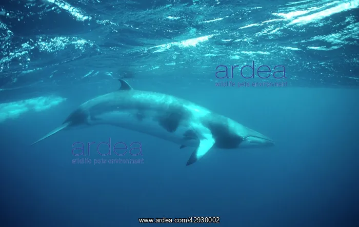 : Minke WHALE - underwater : Minke WHALE - underwater