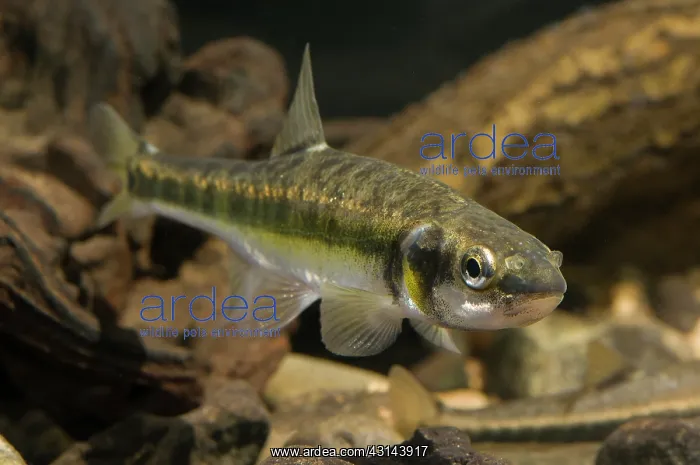 : Minnow. Common Minnow (Phoxinus phoxinus) : Minnow. Common Minnow (Phoxinus phoxinus)
