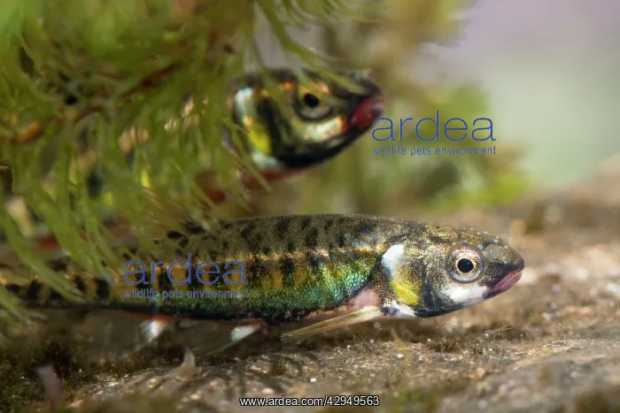 : Minnow - Two adults in breeding condition photographed : Minnow - Two adults in breeding condition photographed